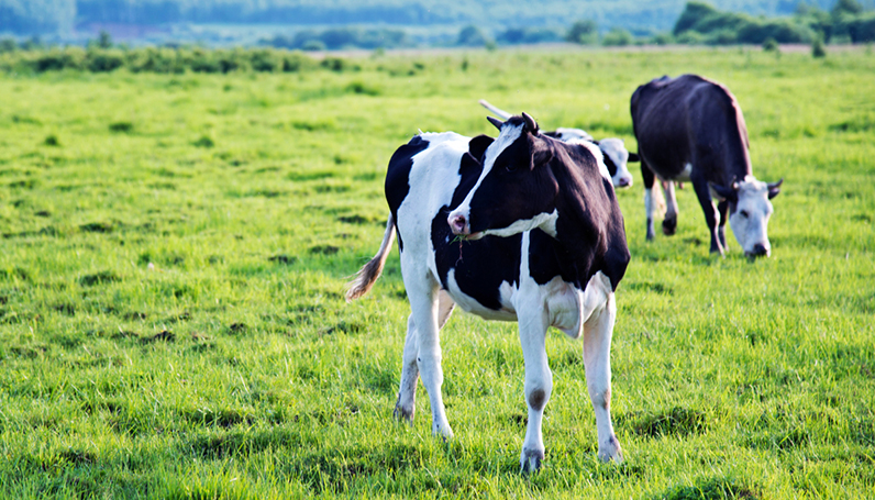 918������(�й���)�콢��